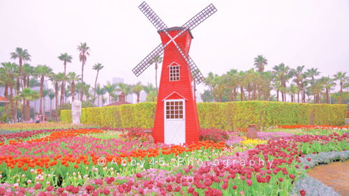 廈門春光無限好,獨一無二的水上大觀園,不出國門感受異域風(fēng)花海