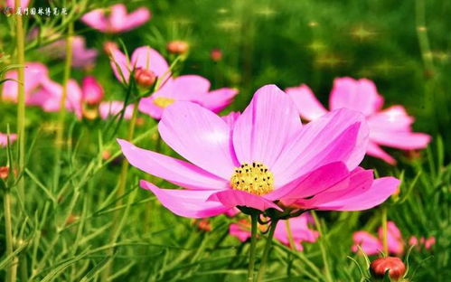 剛剛通知 廈門園博苑游客限量預(yù)約