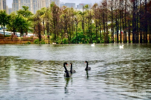廈門園博苑落羽杉交織油彩畫