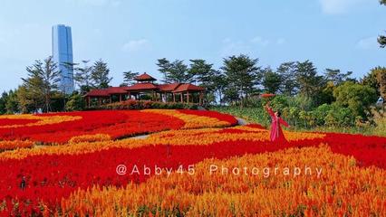 秋天廈門哪里最美?世界上獨一無二的水上大觀園,花的海洋別錯過