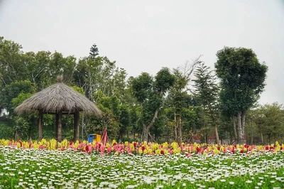 櫻花、油菜花、郁金香…廈門周邊最全賞花目的地,各色花海美翻你!