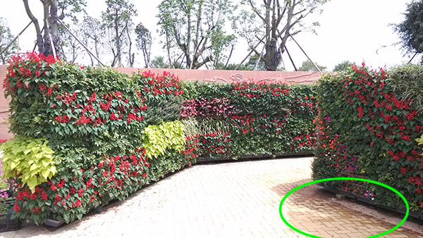 廈門園博苑藝景杯市花展 詩意與芳華的盛宴