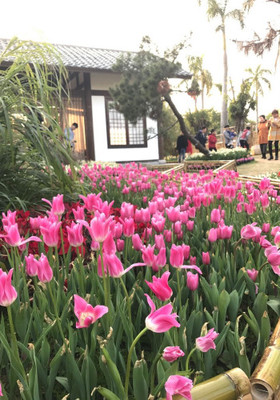 2017年元宵節和家人廈門園博苑賞花半日游