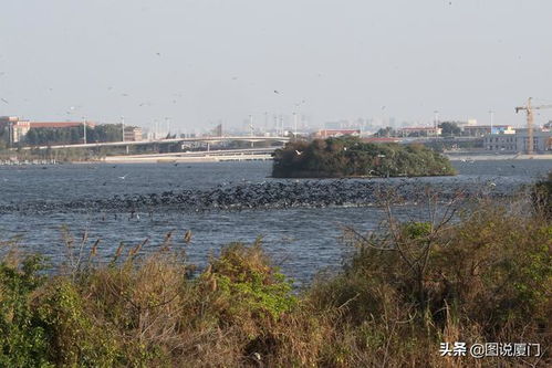 廈門園博苑鸕鶿奇觀 萬鳥捕食越冬，金門與廈門間的候鳥雙城記